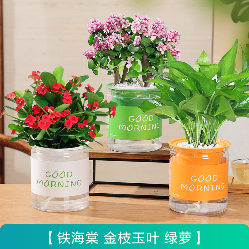 [관리하기 쉬운 가성비 좋은 화분 3개] 철베고니아 + 포토스 + 황금가지