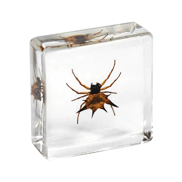 3.8cm small square horn spider