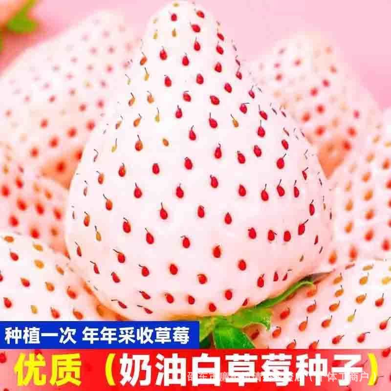 Cream white autumn strawberry