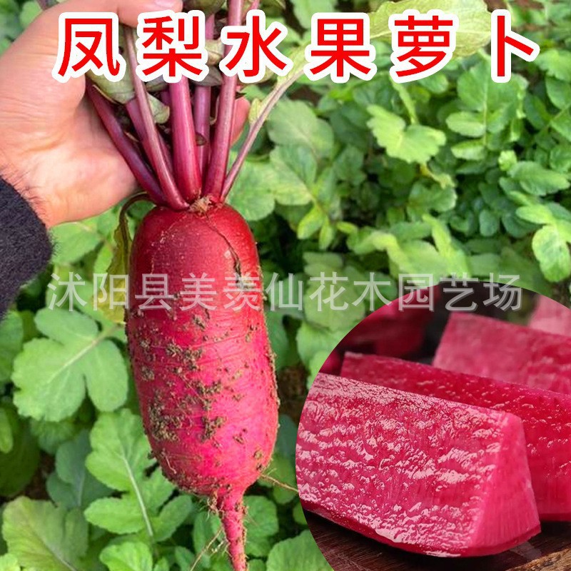 凤梨水果萝卜种子紫丹红皮红心甜脆阳台盆栽庭院四季秋季蔬菜