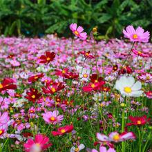 厂家批发多种花卉种子野花组合四季开花耐寒耐旱四季播种开花易活