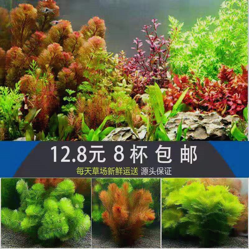 鱼缸造景植物装饰真水草草水草套餐好养耐活水芹沉底九冠浮萍迷你