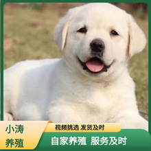 神犬小七纯种拉布拉多幼犬 奶白色黑色拉布拉多 导盲犬宠物狗狗