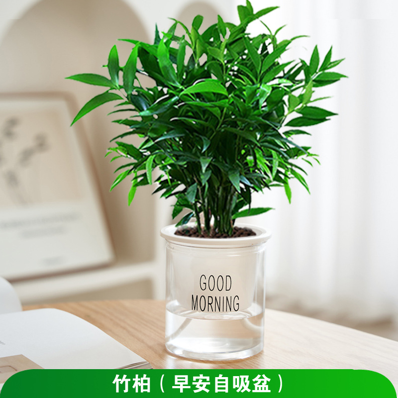 모기퇴치대나무(좋은아침분지) + 영양액