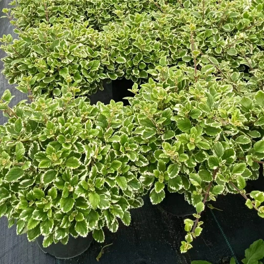 2402 питомник оптом поставляет цветы и листья ароматной наложницы