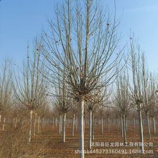 ������ͩ�䷨ͩ����ľ��Ʒ��ͩ��������12-15-18-20�е�ͥ�a��