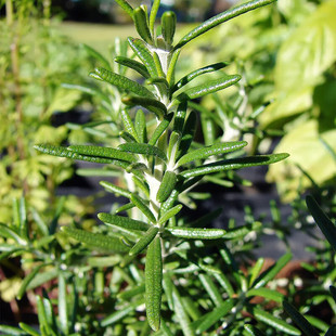 ԵN_ļ̨ԵԿʳüţݷN