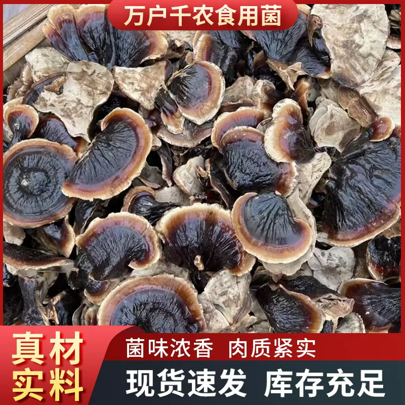 山东批发金边小灵芝灵芝草中药材不苦泡水煲汤赤芝泡酒养生