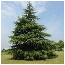 ع |3-6mѩ Gh еL 󃞻