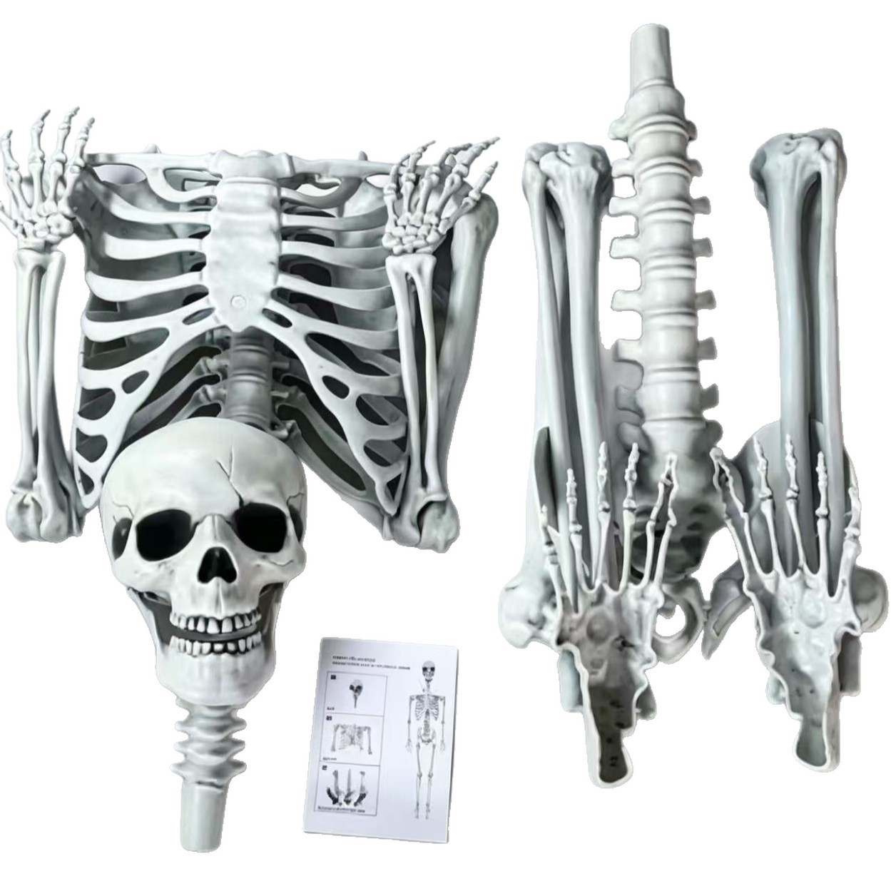 Modelo Articulado de Esqueleto Humano 185 cm de Plástico