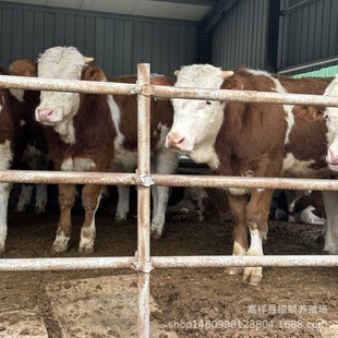 �F�����T����ţ�ăr�� �������T������ţ��ľٝţ�����Rţ����ţ