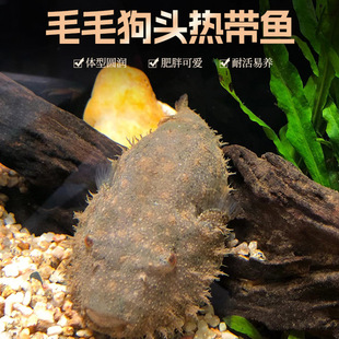 ��Ʒëë���^�~��ˮͧv�ֺ�����R���^���׹��^�Gɭ�ֹ��^���w�~