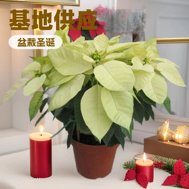 База снабжения офис праздники в горшках Рождество красный (7-дюймовые горшки с желтыми цветами) 5 горшков садовых цветов оптом