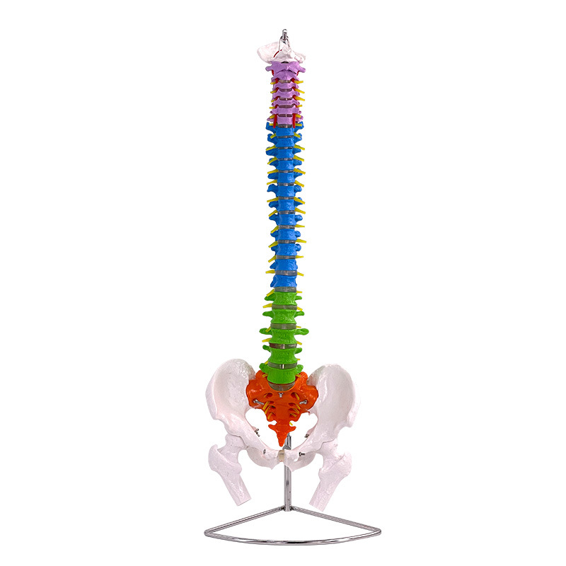 80cm ��ɫ��׵�����輰�ɹ�ģ�ͳ���һ��һ ��Ȼ�����弹׵������