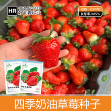 厂家批发四季奶油红草莓种子阳台盆栽大水果种籽红色籽春夏秋冬季