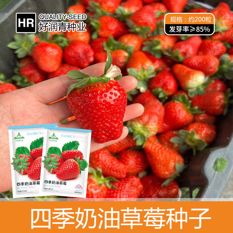 厂家批发四季奶油红草莓种子阳台盆栽大水果种籽红色籽春夏秋冬季