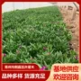 美国四季庭院盆栽石竹