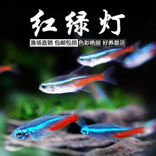 С��Ⱥ�Ο����~�t�G���~��ɏ���������t��Ƥ�t���~���w�Ꭷ�^�p�~