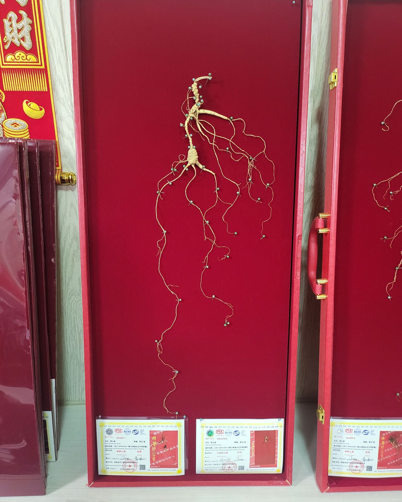 Wild Mountain Ginseng Gift Box Dried Root Slices 15 Years and Above for Soup and Decoction in use