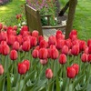 Spot Tulip species single petal variety 5 degrees of balls in the interior flower pots blooming and raising