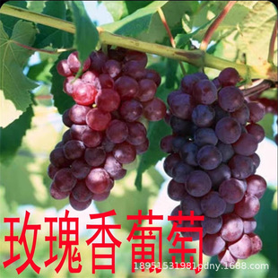 õ����˂����������������������箔��Y�����ј��m�Ϸ��Nֲ