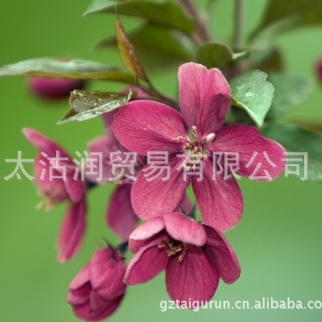 供应丁香花蕾油 丁蕾精油 丁香油 批发单方精油 Clove bud oil