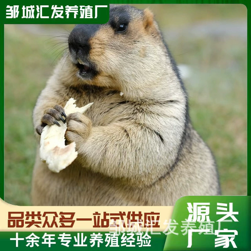 Модный милый домашний морж черноколюшковый для просмотра в живописных местах, цена на домашнего милого моржа