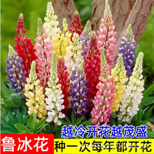 鲁冰花花种子打造室外美丽乡村景观花海阳台盆栽四季种植花卉种籽