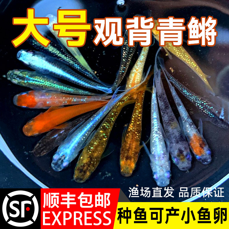 The Small Cold-Water Ornamental Fish, the Blueback Fish, Can Be Bred Using Traditional Methods, Is Easy to Care For, Has a Durable Skin, Does Not Require Oxygenation or Heating The Small Cold-Water Ornamental Fish, the Blueback Fish, Can Be Bred Using Traditional Methods, Is Easy to Care For, Has a Durable Skin, Does Not Require Oxygenation or Heating