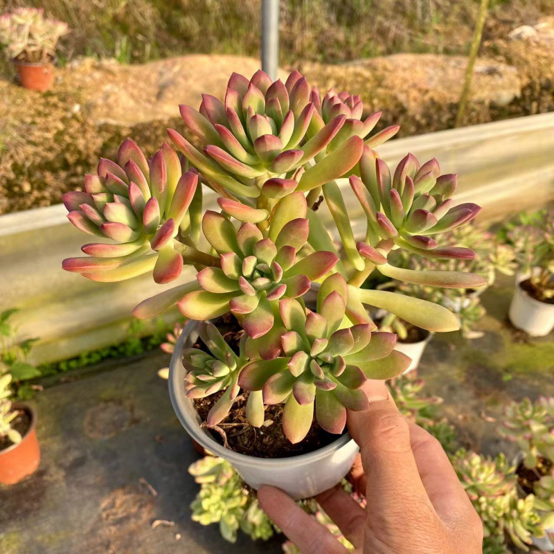 레드 로터스, 전체 높이 12cm+