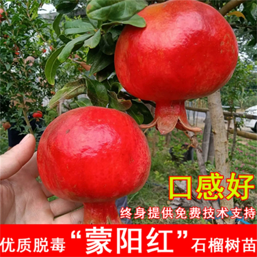 Сычуань Паньчихуа черные мягкие семена кислоты граната саженцы морозостойкие горшечные садовые саженцы граната посажены в текущем году результаты