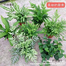 ���ָ��쾰ˮꑸ�ֲ����βާ�ֲ�� ��ˮ��¹���B��ާɺ����̫��