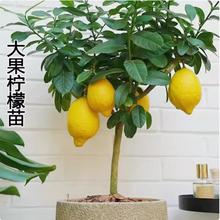 香水柠檬苗小青柠檬树苗阳台室内种植果树苗四季常青原盆带土发货
