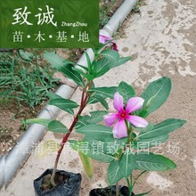 �L�������������軨�G������ͥԺ��ľֱ�N���lֲ��ͥԺ���^