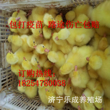 批發廣東汕頭獅頭鵝母苗 大種鵝苗銷售 免費咨詢13317809934