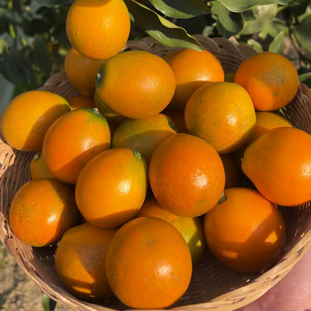 西域美农广西融安三代脆蜜金桔小橘子新鲜金桔广西金桔不算不涩口
