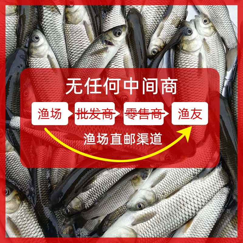Мальки линя крупного Anhui карась серебряная леща наш крепкий карась мальки live четыре крупные рыбы пресноводная культура съедобная