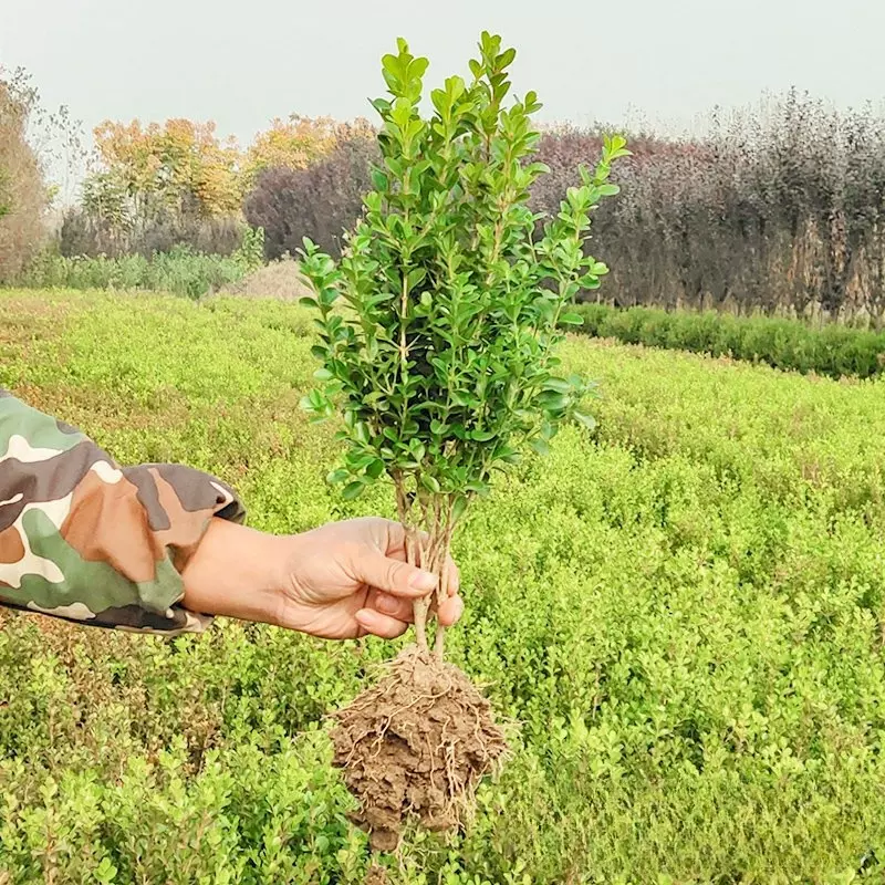 苗圃批发瓜子黄杨工程苗 地栽苗 小叶黄杨小杯苗大杯苗小毛球