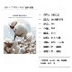 26S Cool Cotton Plain Wool Sweatshirt 160g Pure Cotton Fabric Short-Sleeved T-Shirt Combed Cotton Single-Sided Smooth Feel