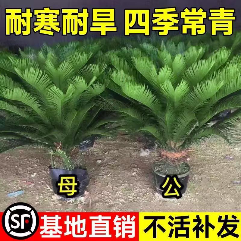 铁树盆栽小树苗大盆景苏铁开花公母一对门口客厅室内绿植好养植物