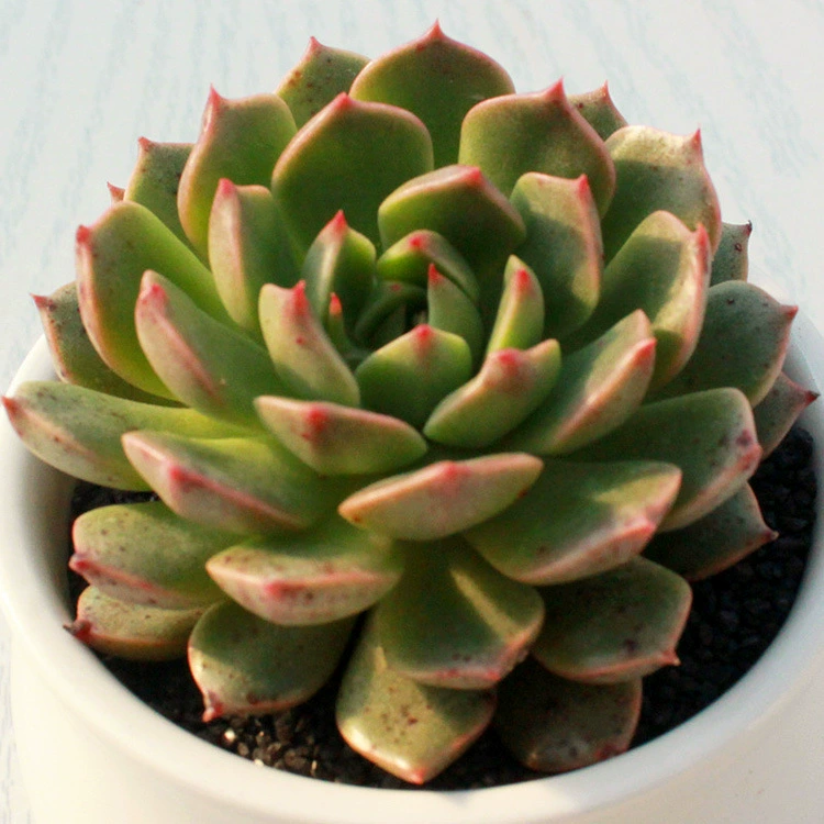 Olivia суккулент растение в горшке зеленое растение цветок в горшке комбинация офисные украшения дома бонсай