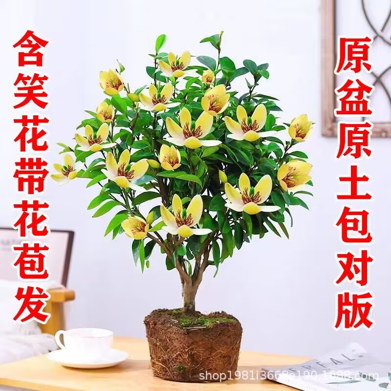 芬香优雅含笑花卉盆栽四季常绿植家居阳台优选浓香带花苞客厅好养