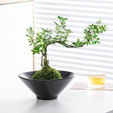 苔藓球六月雪盆景小盆栽水培植物绿植室内好养办公室中式禅意造型