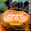 Persimmon tree seedlings grafted non -nuclear peers, Japanese sweet and crispy persimmons, south and north of the north, fruit saplings, the result of the year