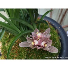 ��ϰ��]�ϷN�m���� ɏ���m ���N�滨 �̨���ԾGֲֲ�ﻨ���辰