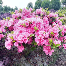 �������l��Ʒ���N�� �@�ֻ���ľ���N�� ���N�G�����G��ľ��ë����