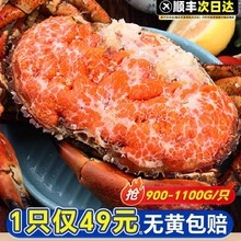 面包蟹母蟹熟冻帝王蟹鲜活冷冻海蟹新鲜海鲜水产蟹珍宝蟹