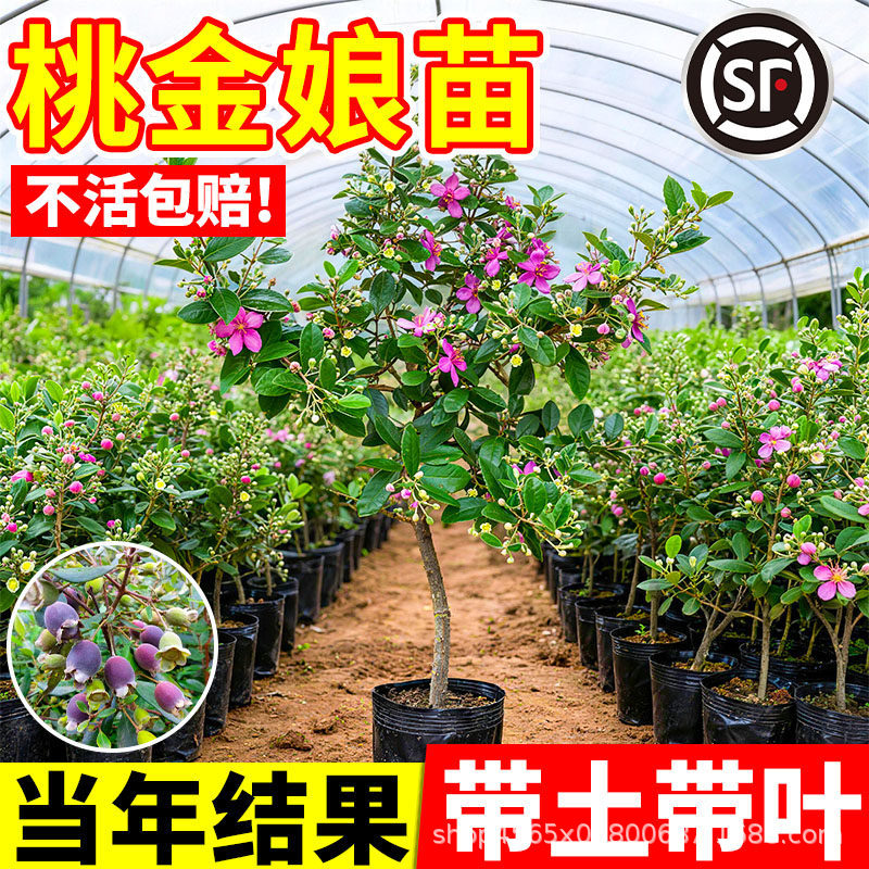 桃金娘苗山捻子嫁接树苗庭院阳台盆栽地栽四季可种南北方当年结果