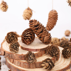 Factory direct sales natural pine flower pine nuts children DIY handmade crafts Christmas decorations wholesale