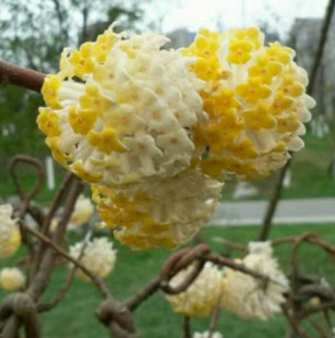 One Piece of Dropshipping Knotted Flower Saplings Balcony Potted Courtyard Cold-Resistant Plants Florals Knotted Flower Seedlings Happy Flower Tree Dream Winter